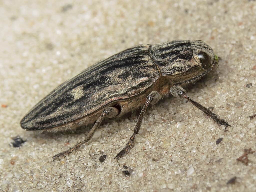 Chalcophora mariana (Linnaeus, 1758)